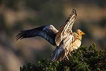  Küçük akbaba / Neophron percnopterus / Egyptian vulture